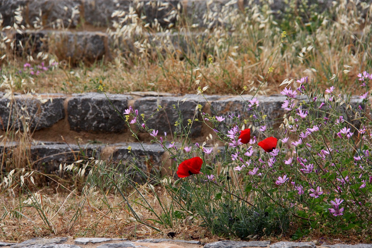 papaver rhoeas flower red free photo