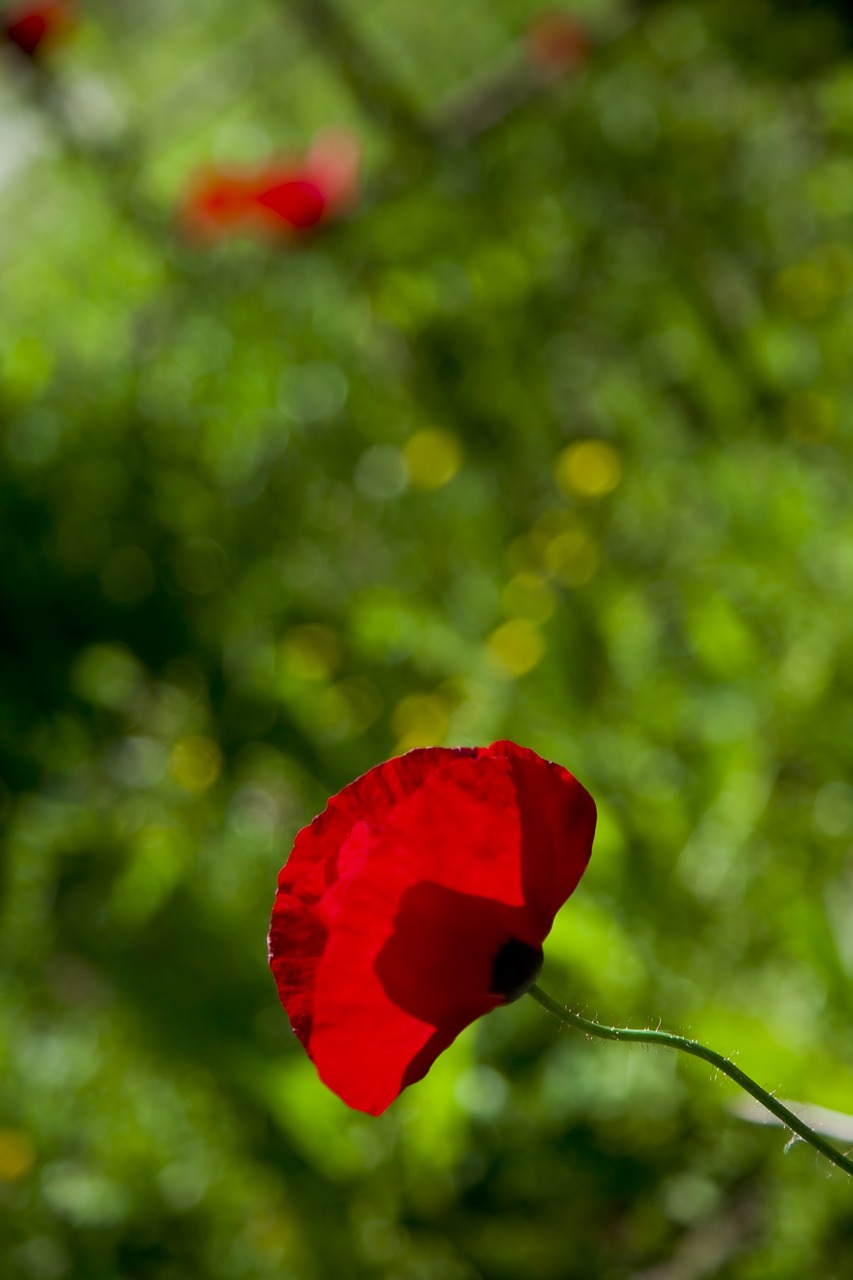 papaver rhoeas  nature  spring free photo