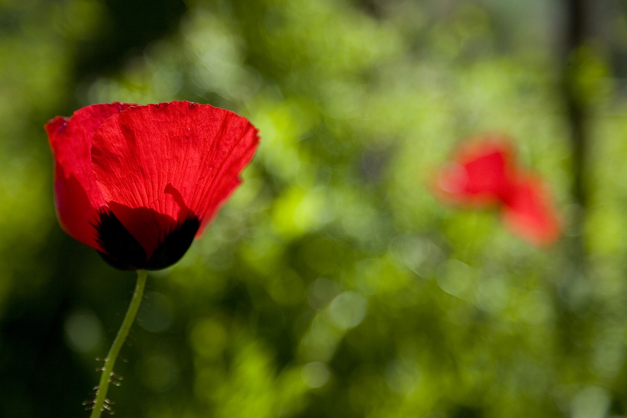 papaver rhoeas  flower  nature free photo