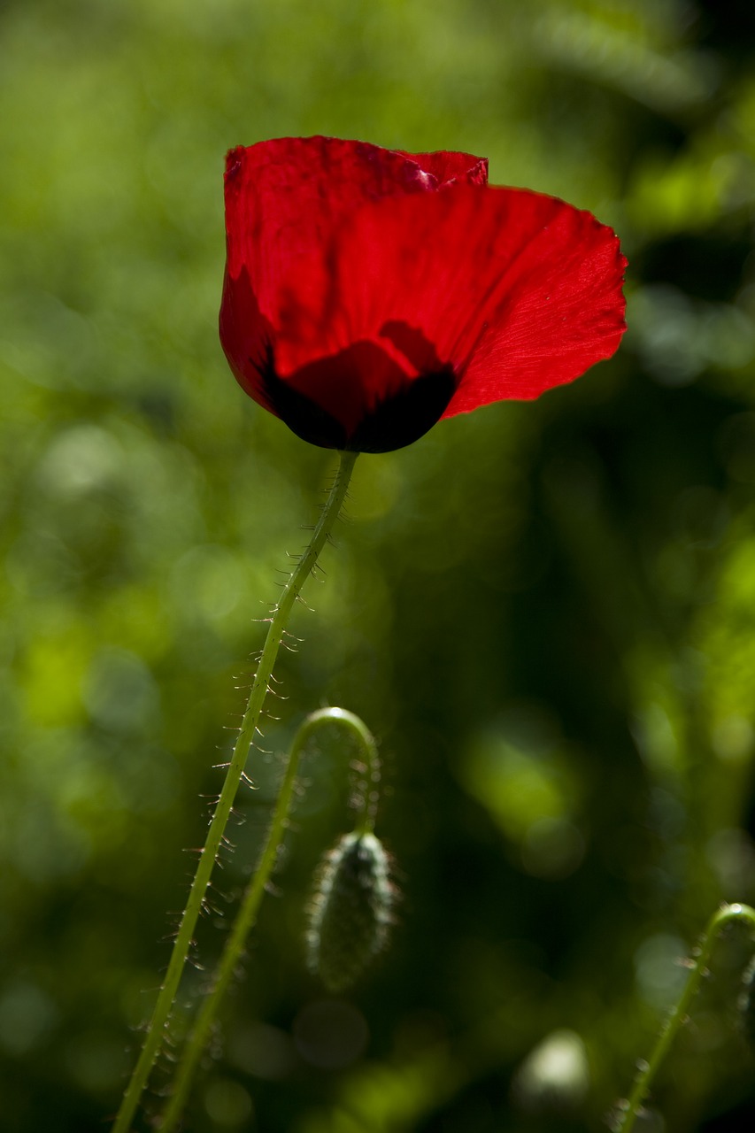 papaver rhoeas  flower  nature free photo