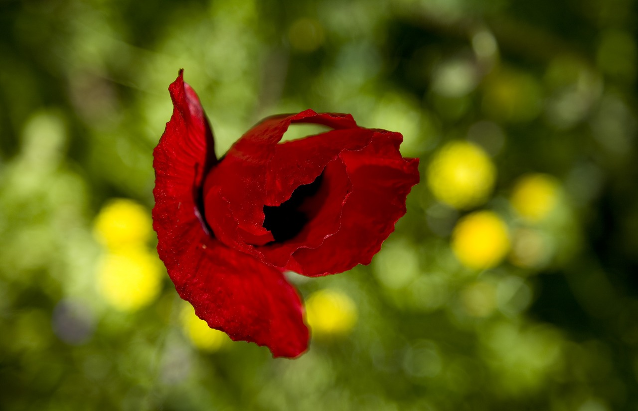 papaver rhoeas  flower  nature free photo