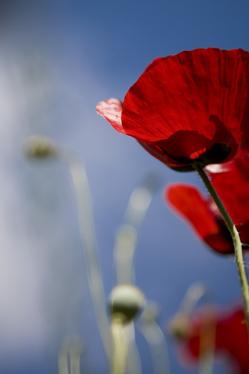 papaver rhoeas  flower  nature free photo