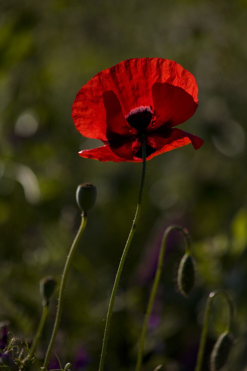 papaver rhoeas  flower  poppy free photo