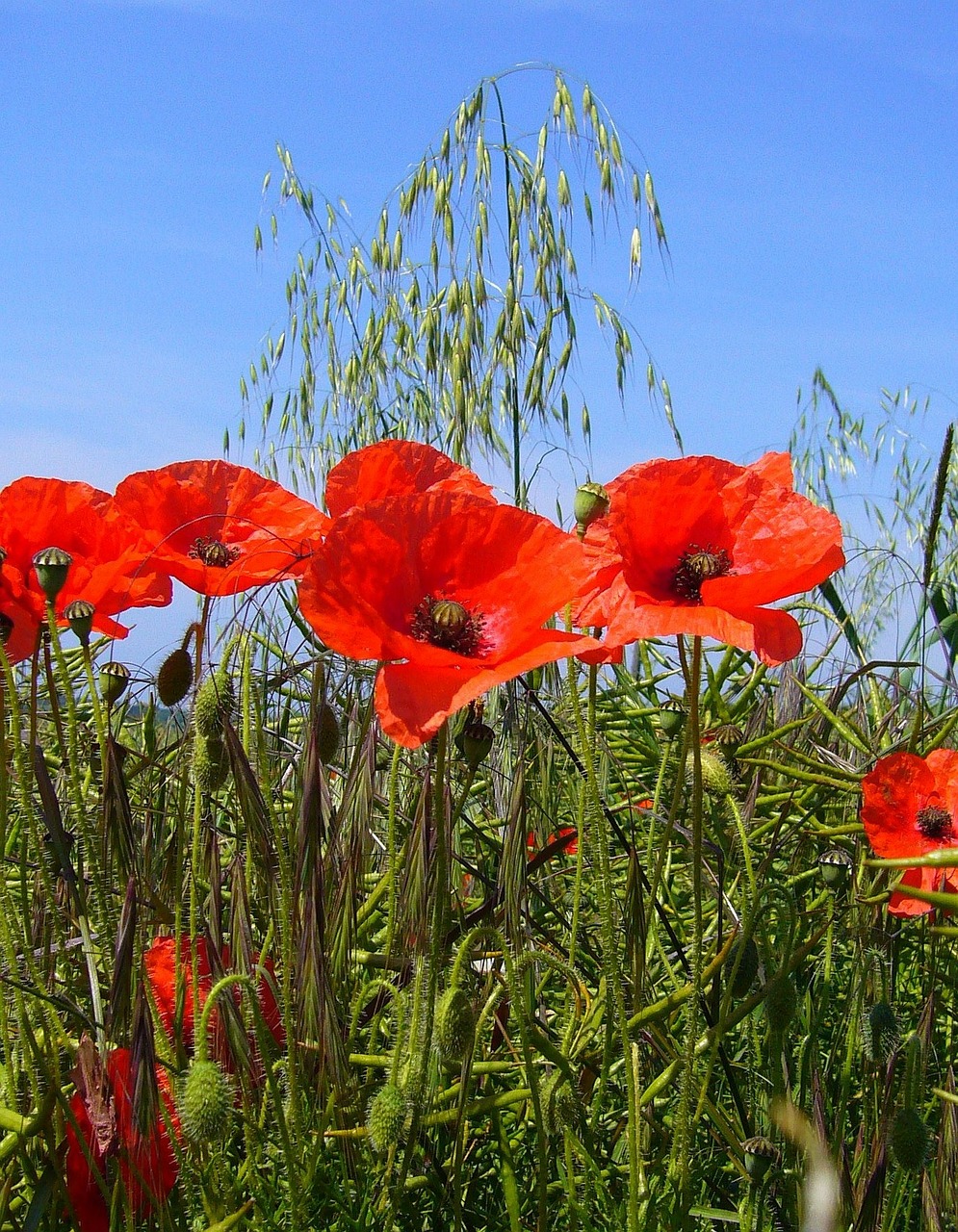 papaver rhoeas poppy field free photo