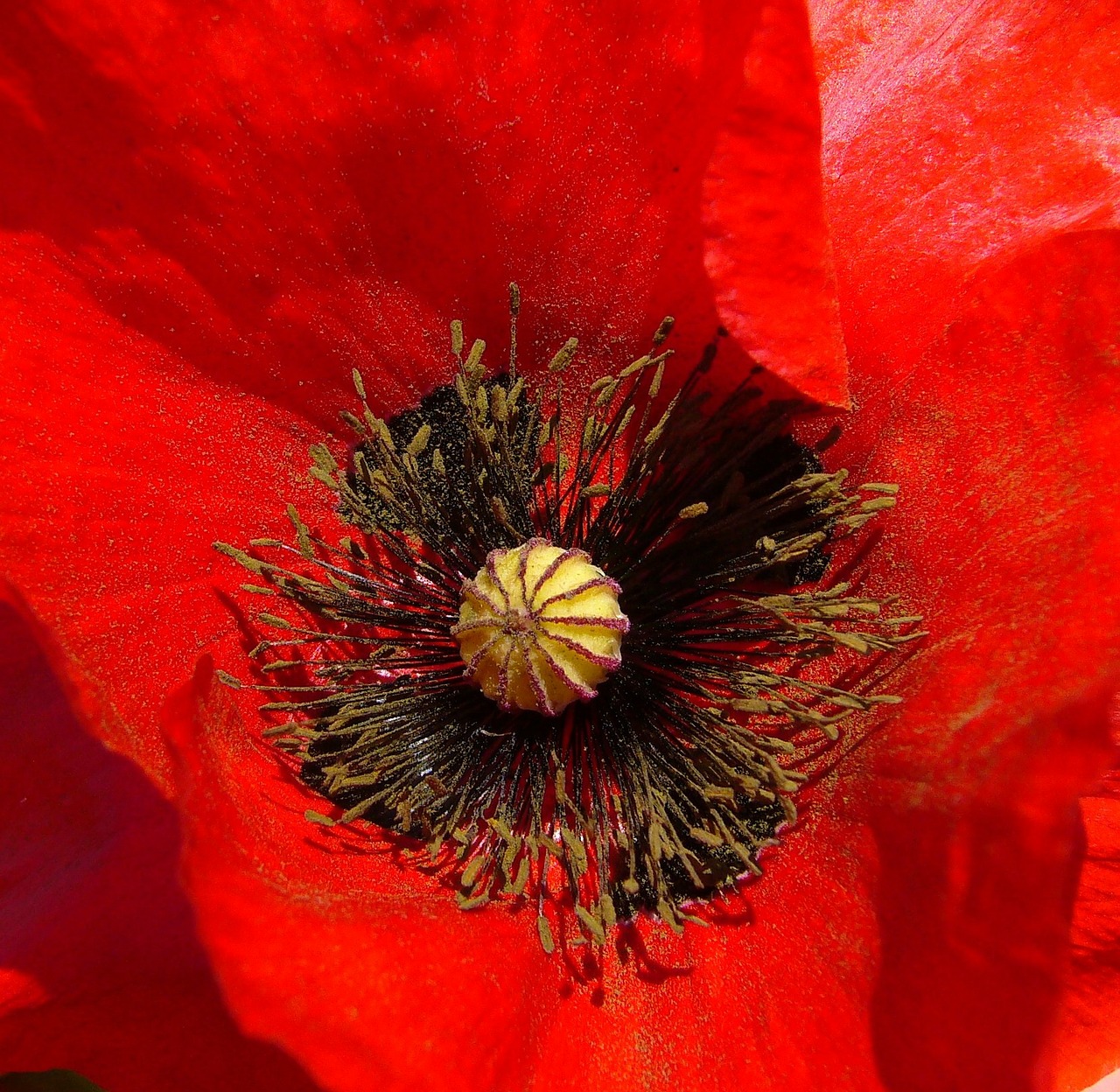 papaver rhoeas poppy flower wild plant free photo