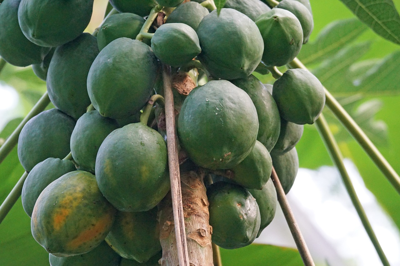 papaya fruits exotic free photo