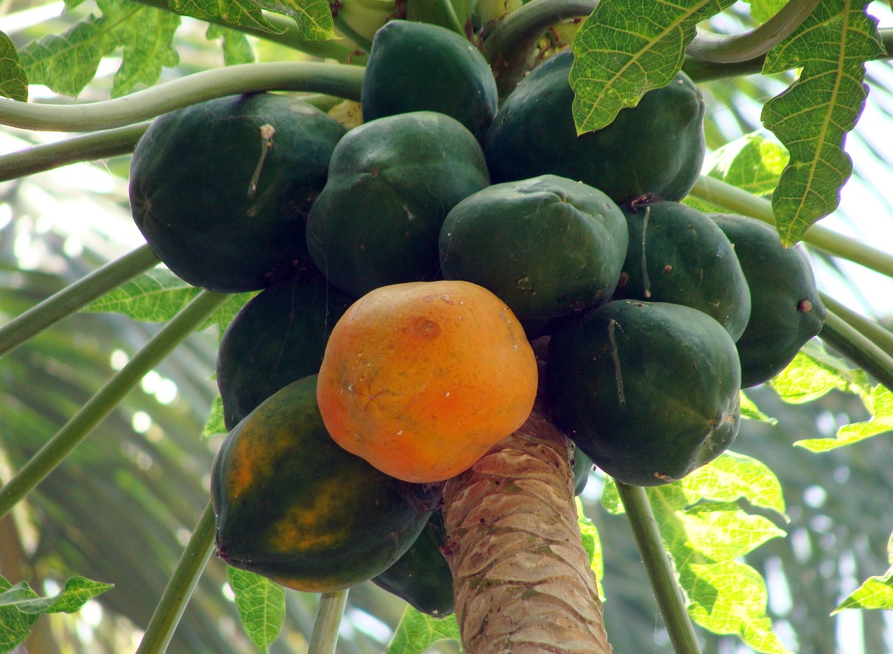 papaya dharwad karnataka free photo