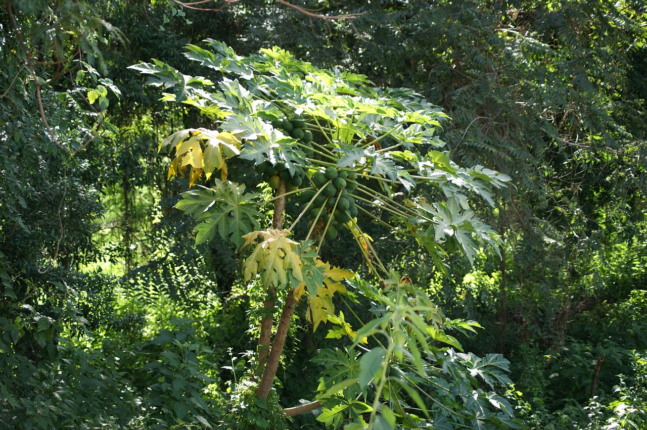 papaya jungle paraguay free photo