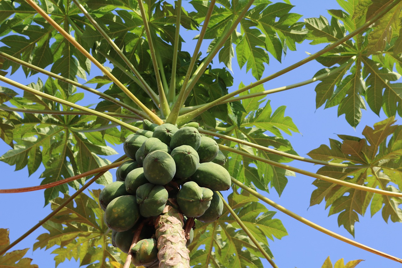 papaya tree fruits free photo