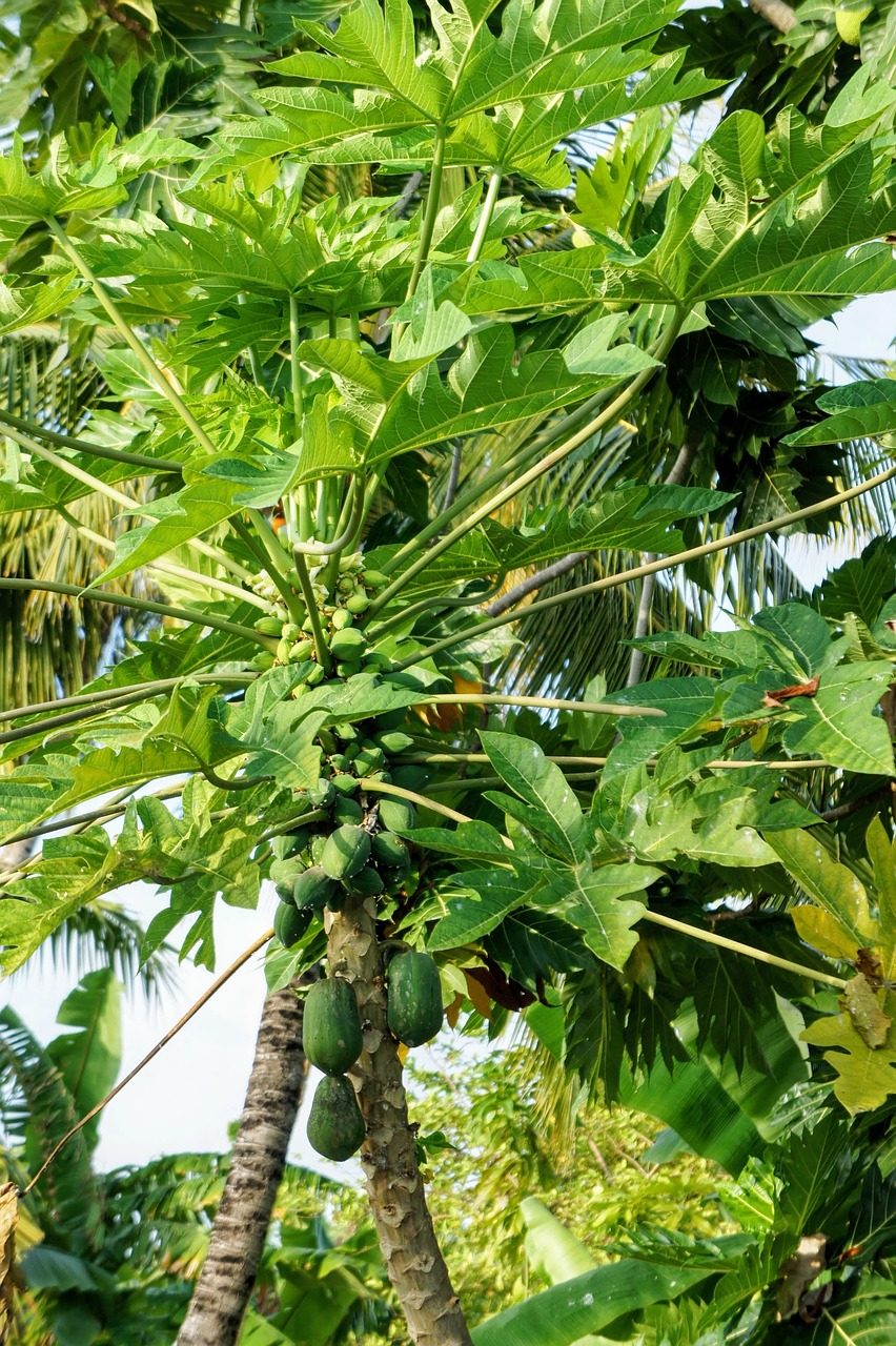 papaya papaya tree tree free photo