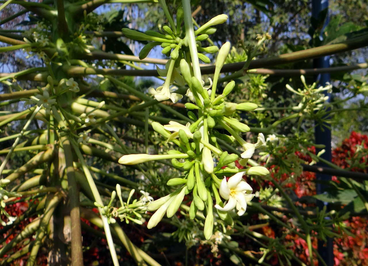 papaya male inflorescence flower free photo