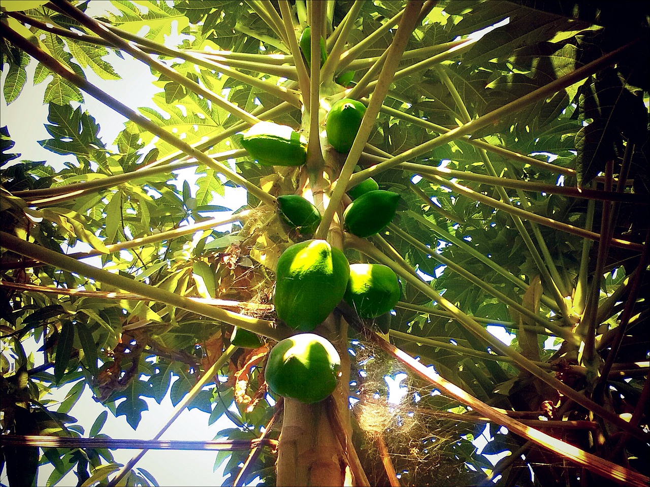 papaya fruit exotic free photo