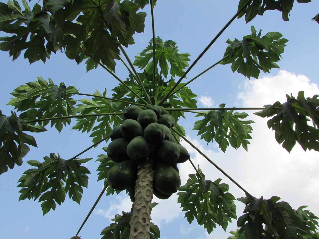 papaya fruit tree free photo