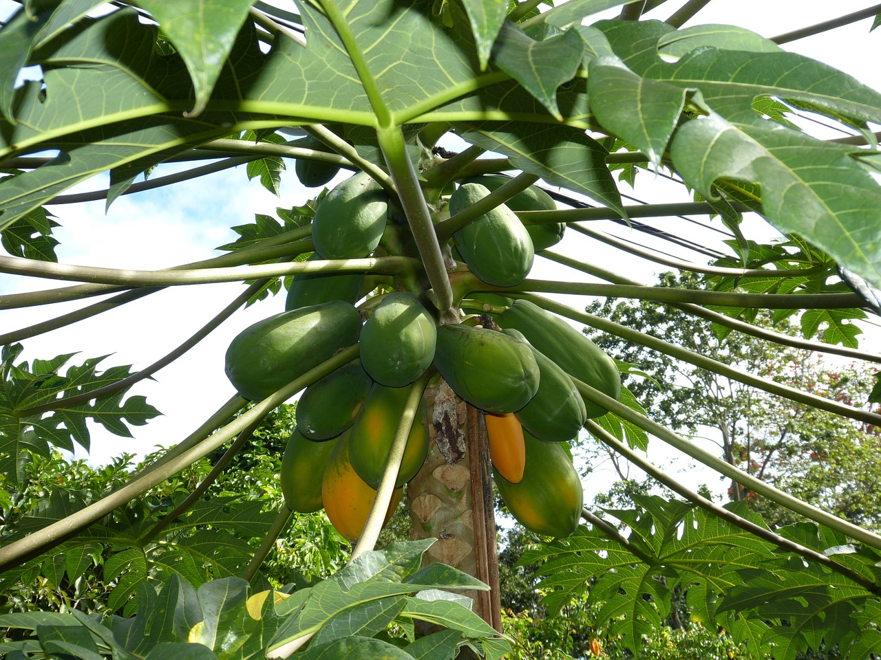 papaya jungle south america free photo