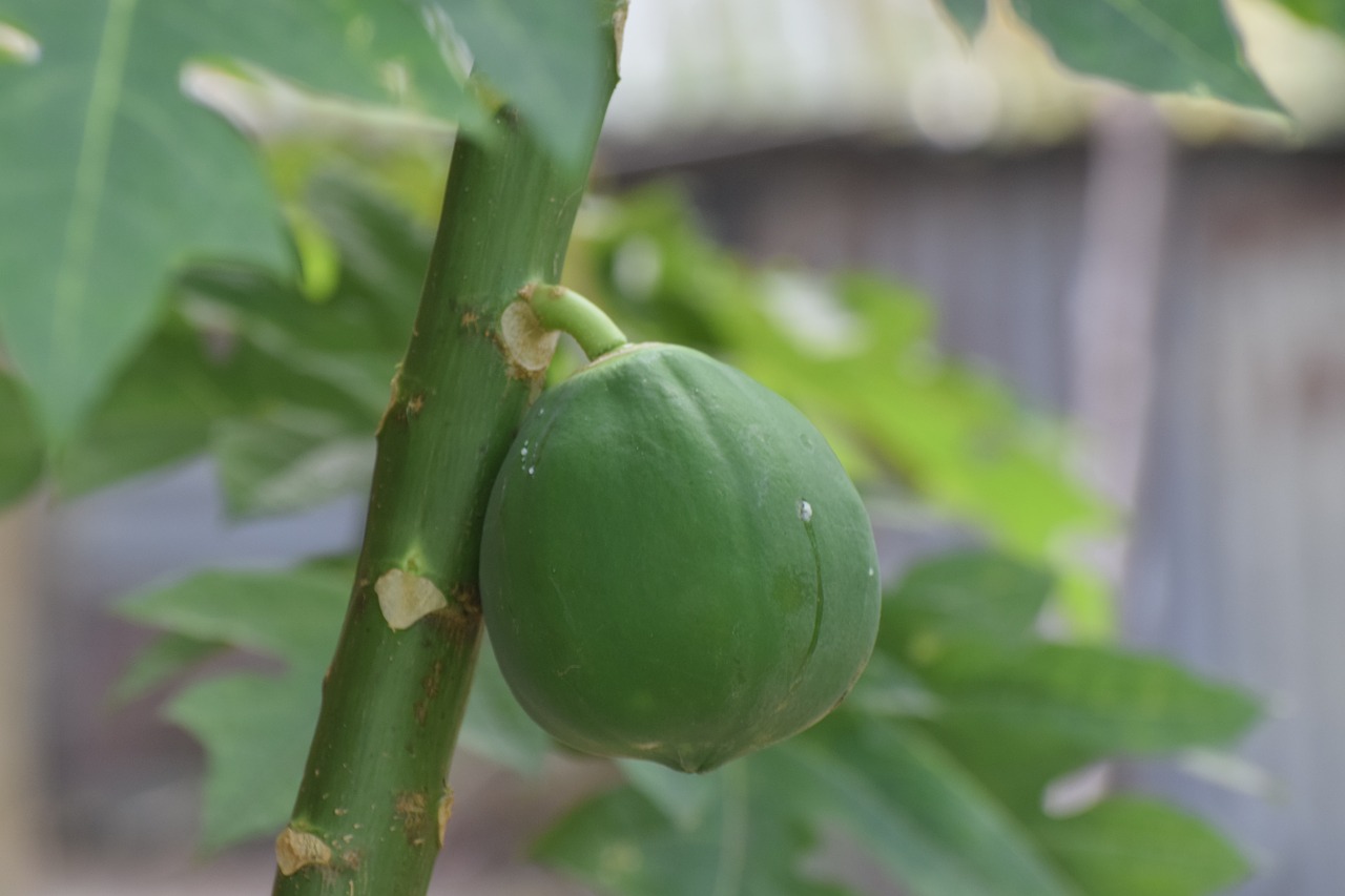 papaya fruit green free photo