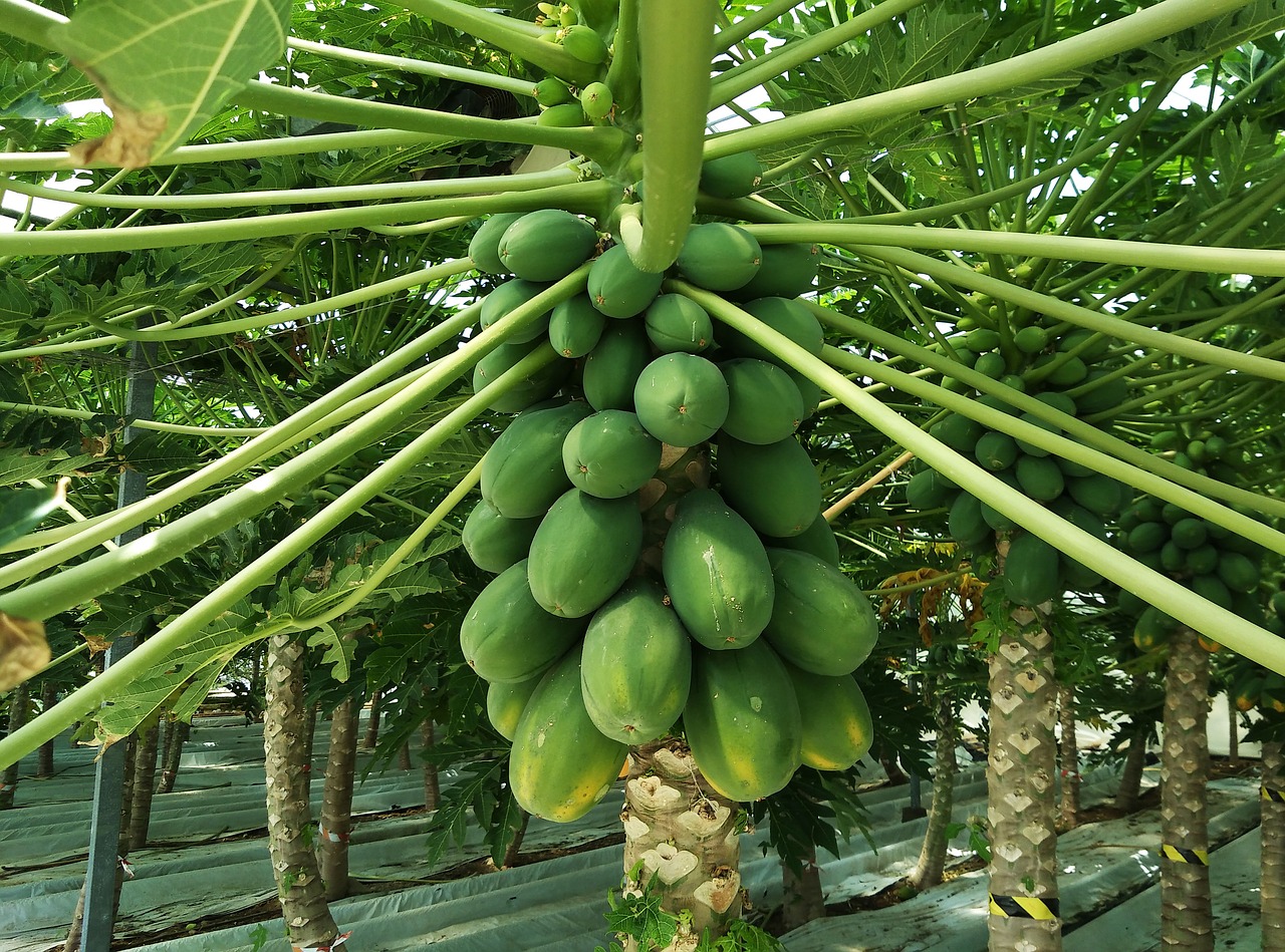 papaya fruit exotic free photo