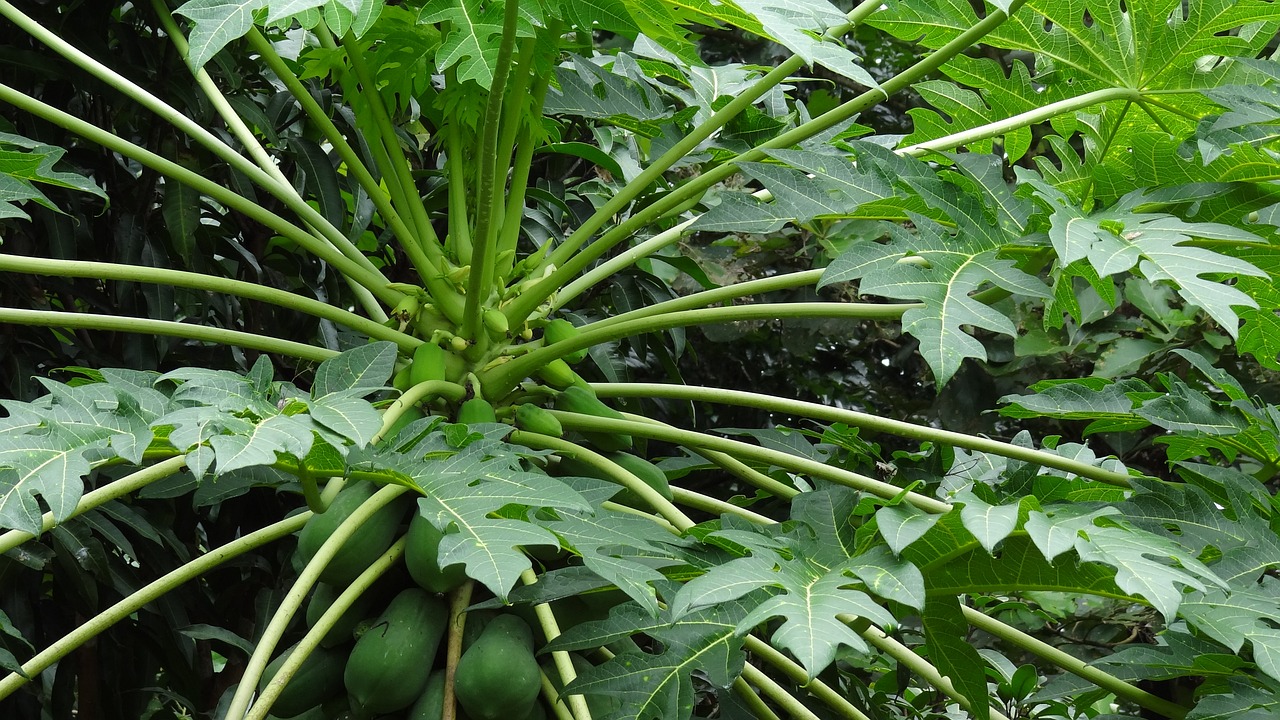 papaya tropical fruit tree caricaceae free photo