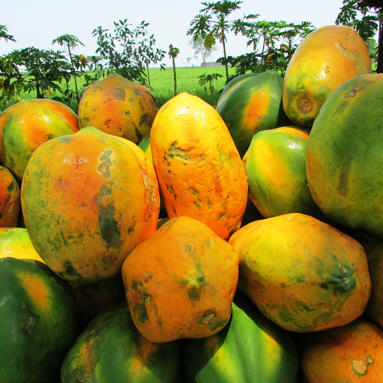 papaya fruit ripe free photo