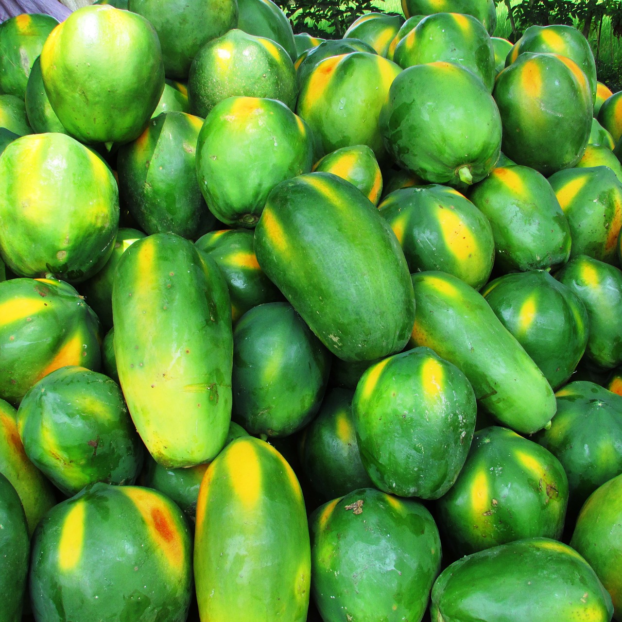 papaya fruit green free photo