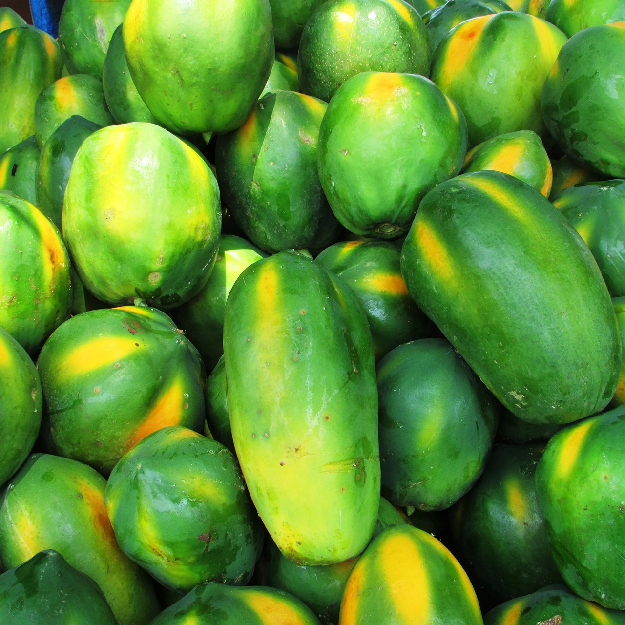 papaya fruit green free photo