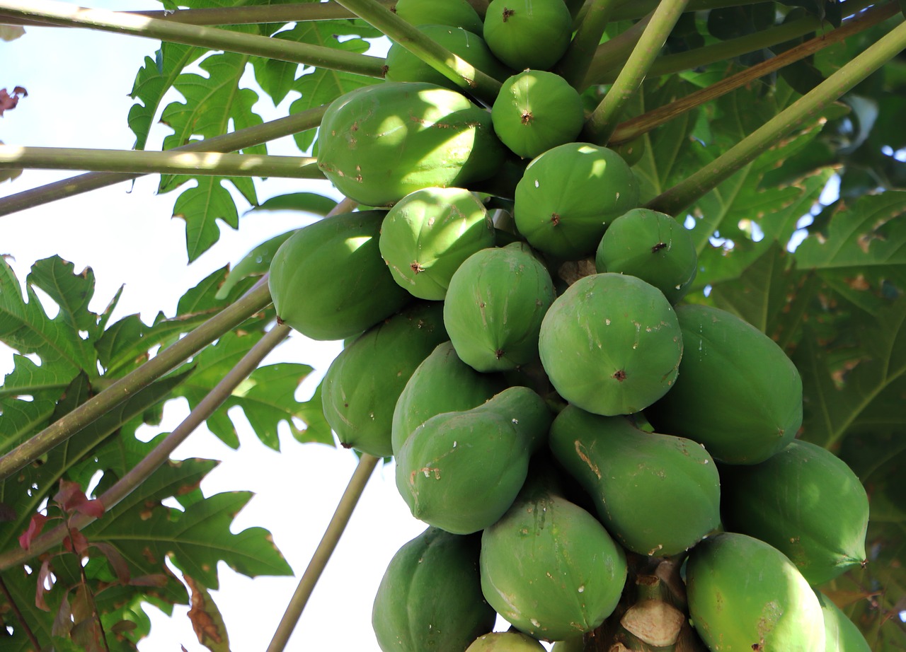 papaya  dharwad  karnataka free photo