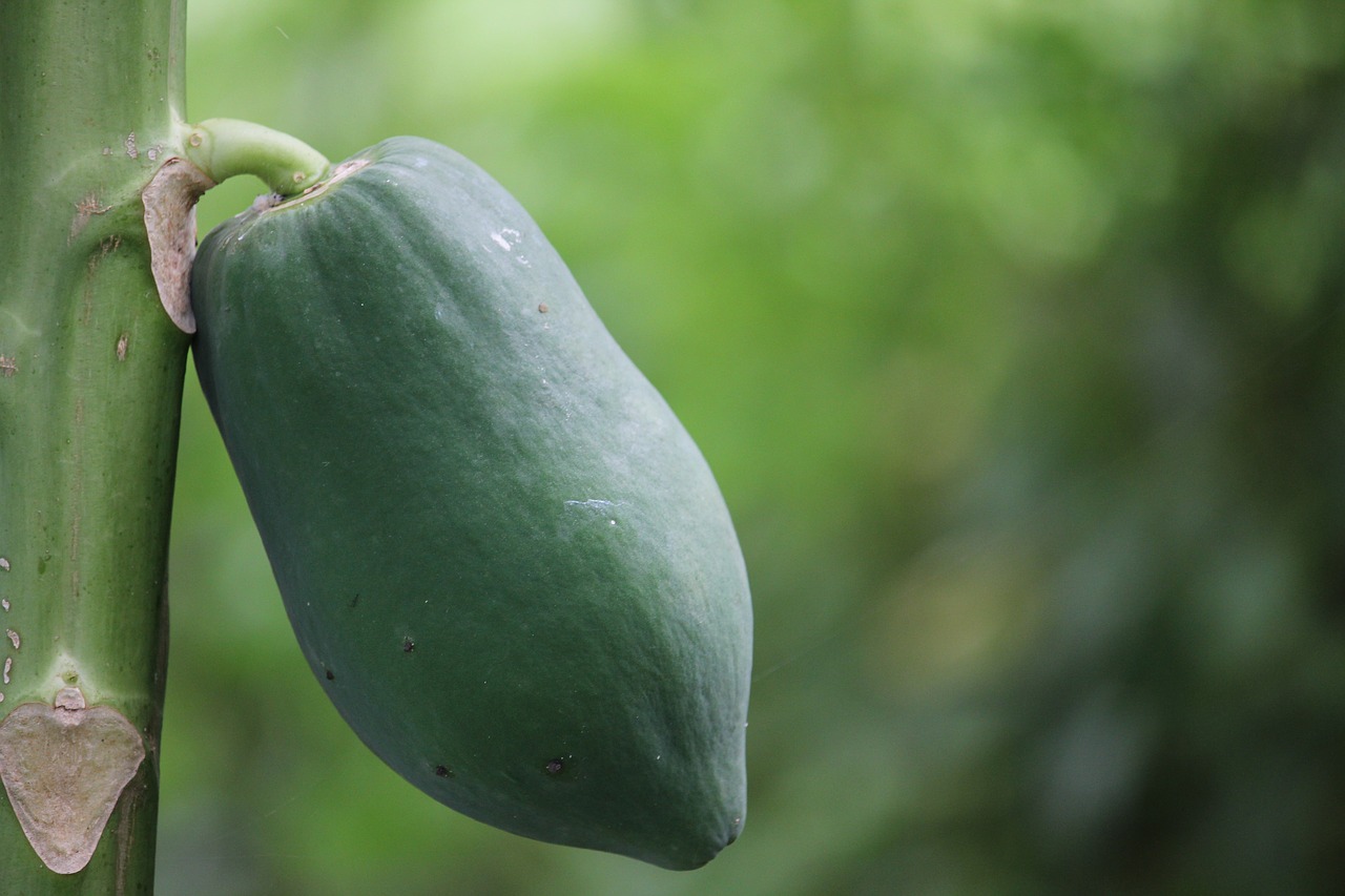 papaya  thailand fruit  fruit free photo