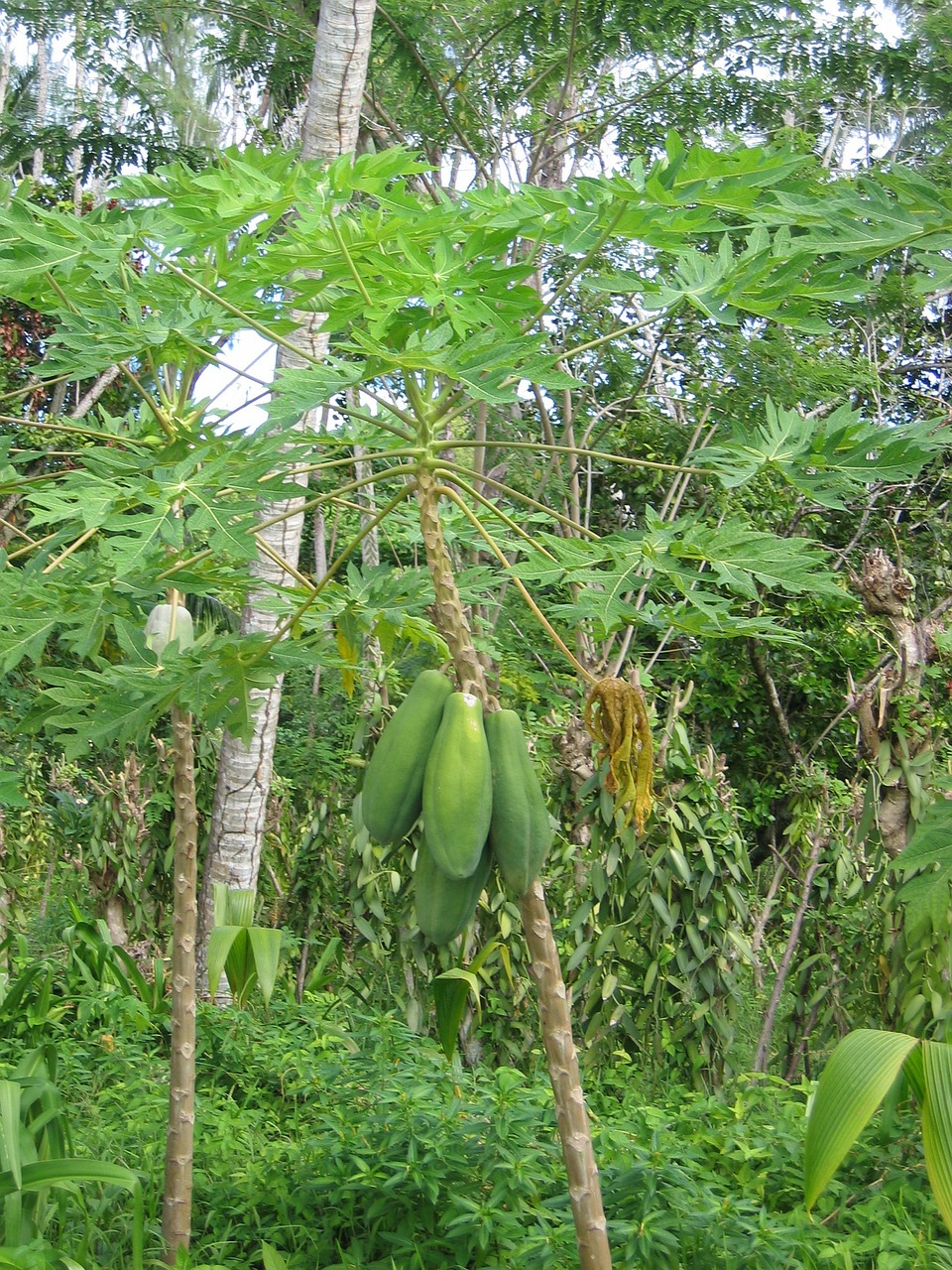 papaya tree plant free photo