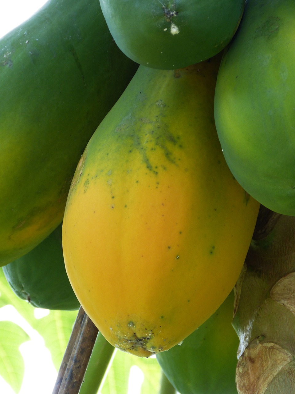papaya tropical south america free photo