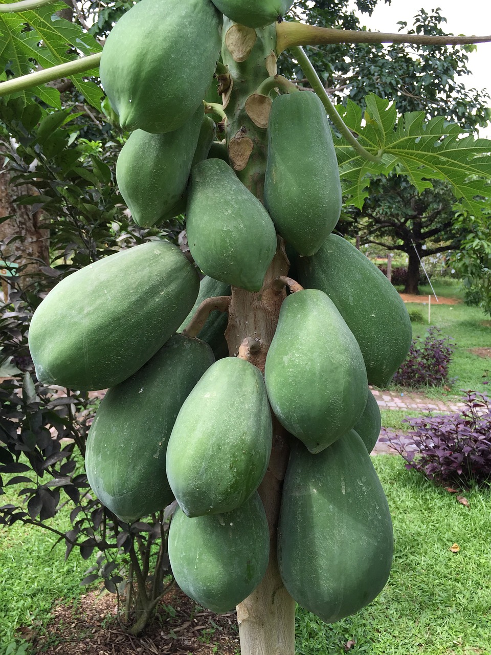 papaya tropical fruit penang papaya free photo