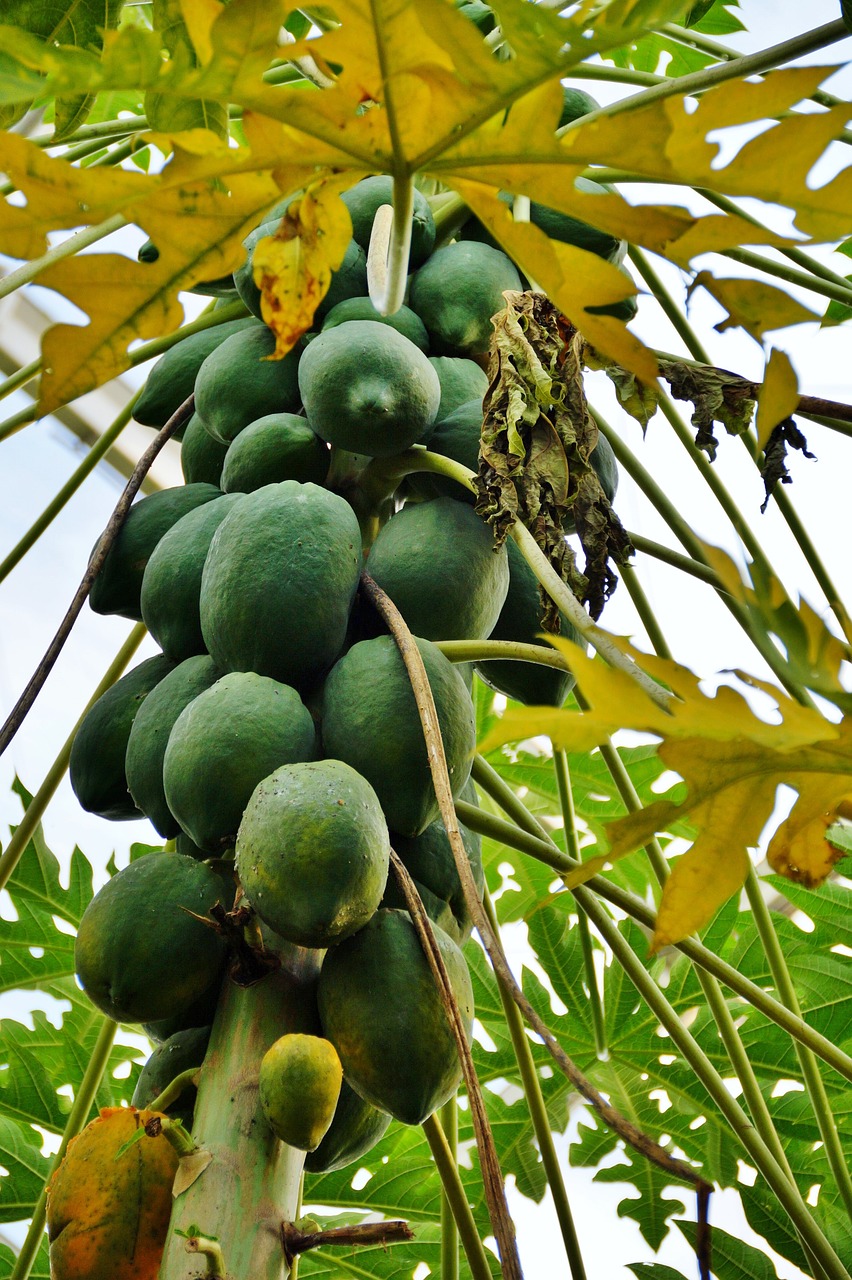 papaya fruit fetus free photo