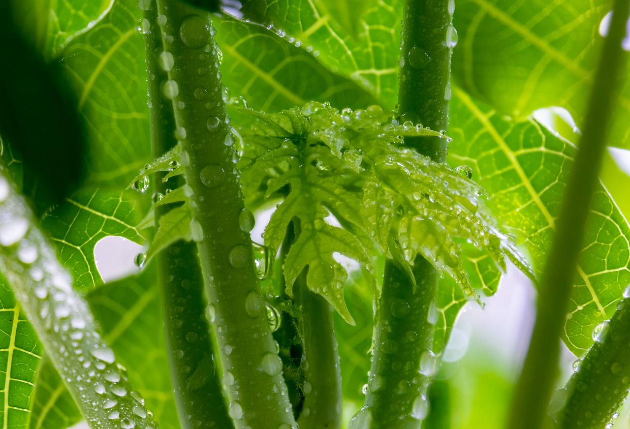 papaya leaves  baby leaves  blossom free photo