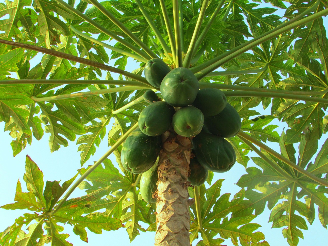 papaya papaya fruit plant free photo