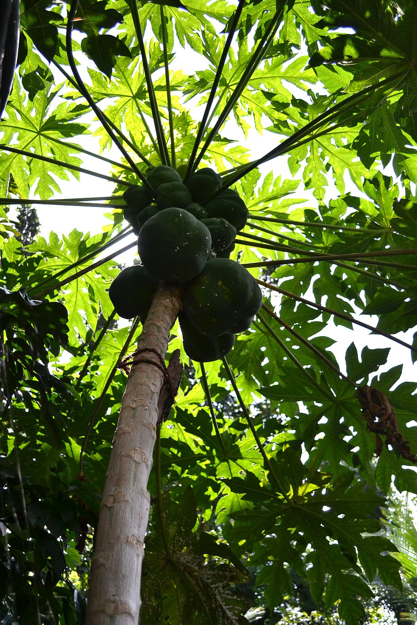 papaya tree papayas fruits free photo