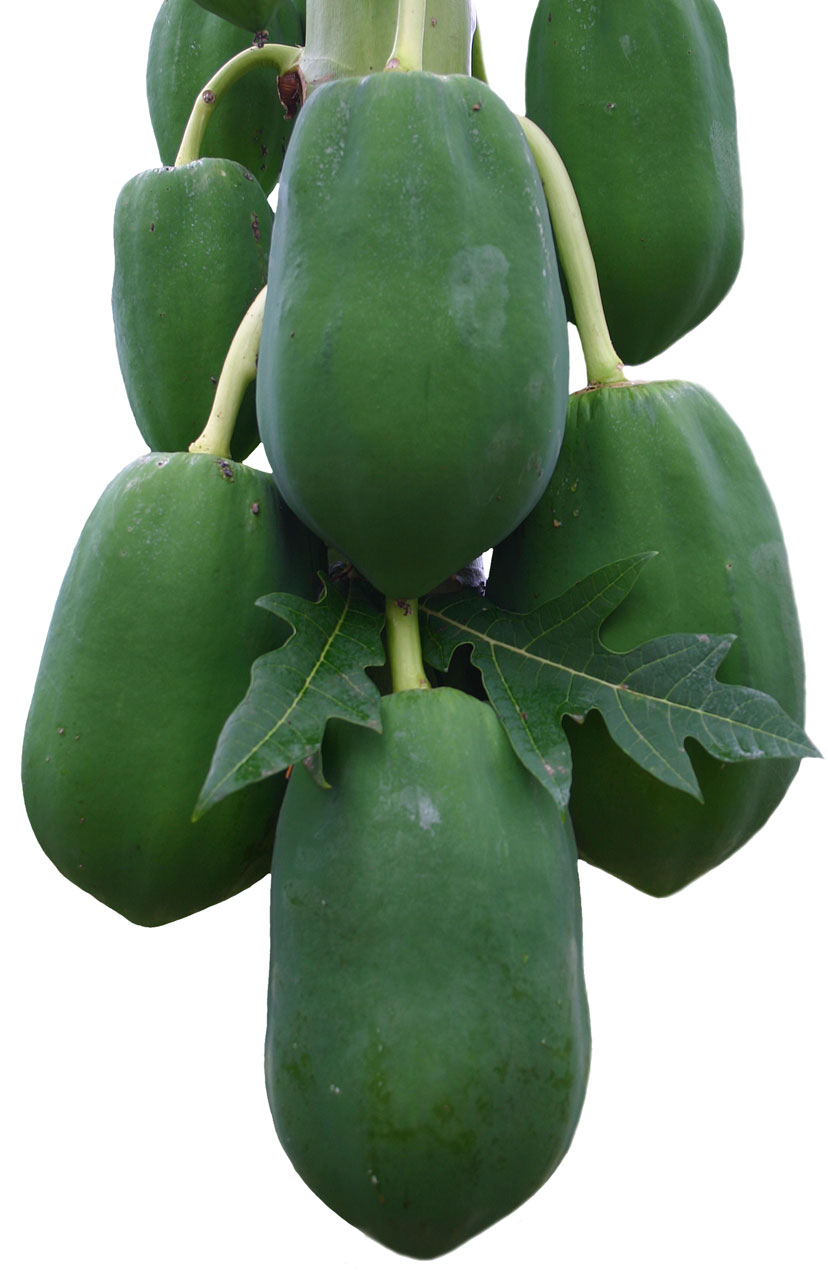 papaya green fruit free photo