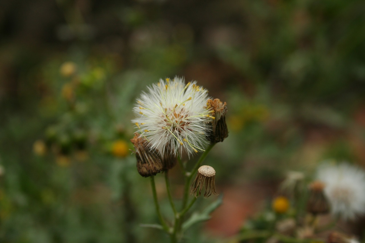 papdie green nature free photo