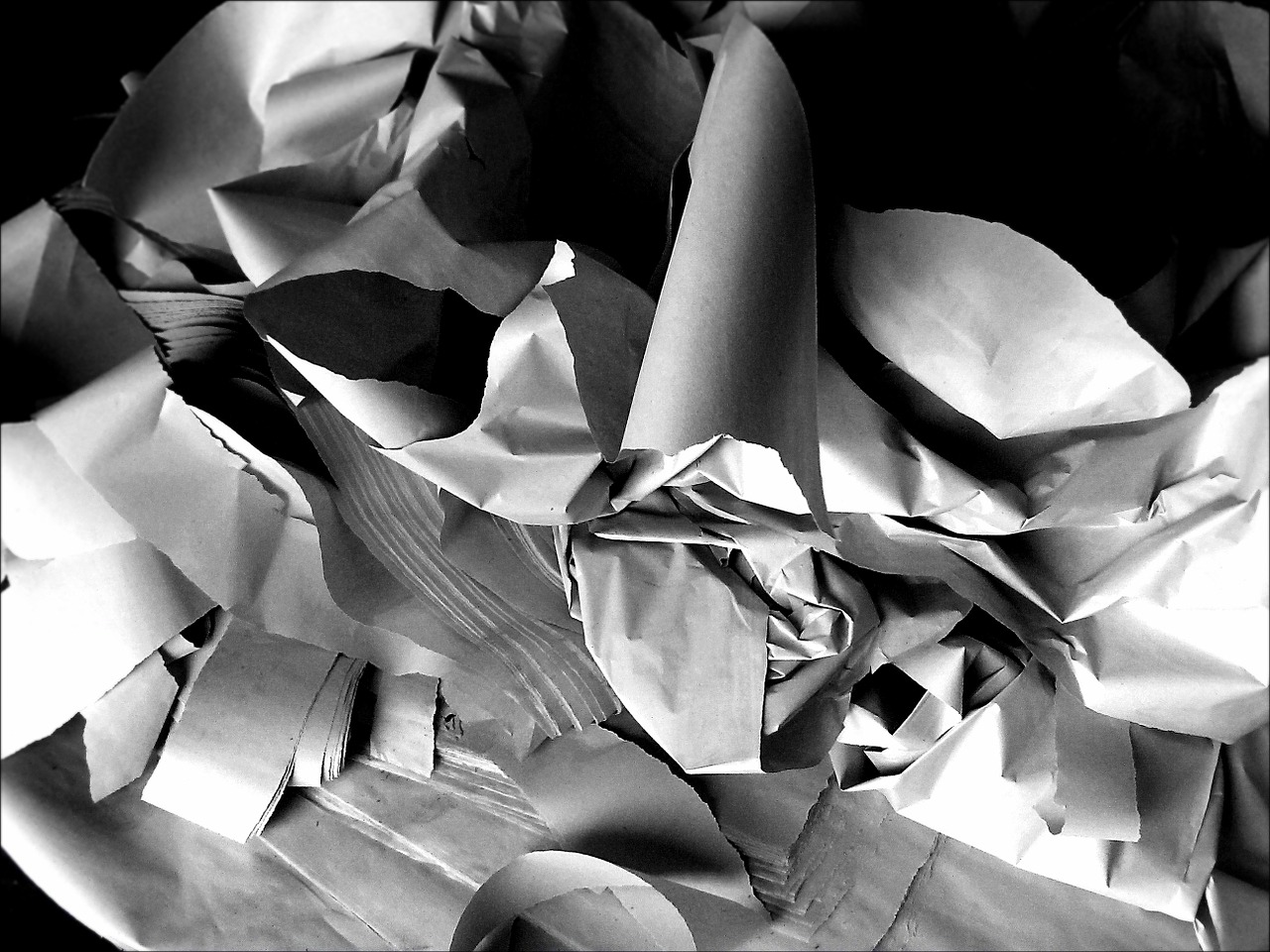 paper shredded shredder free photo