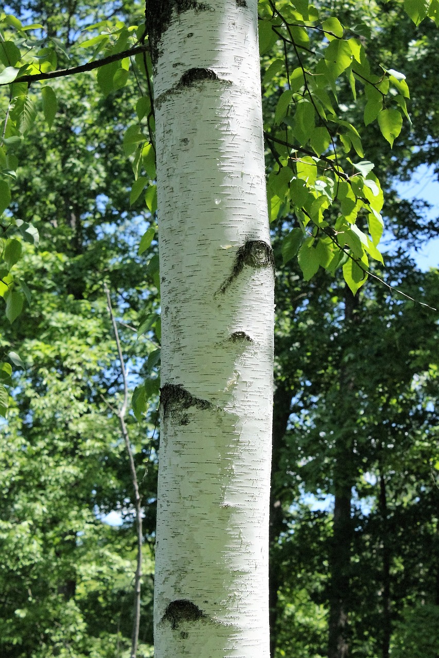 paper birch paper birch free photo