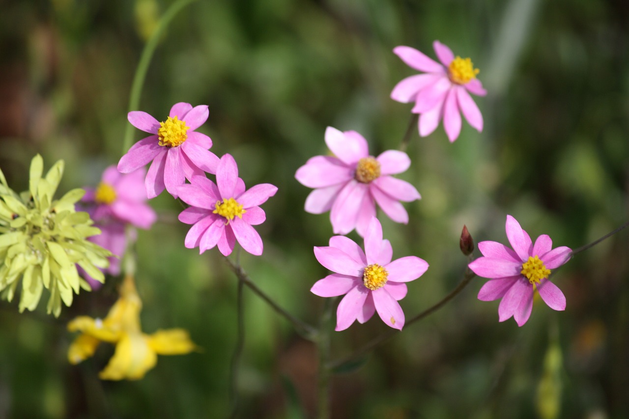 paper daisies floral plants free photo