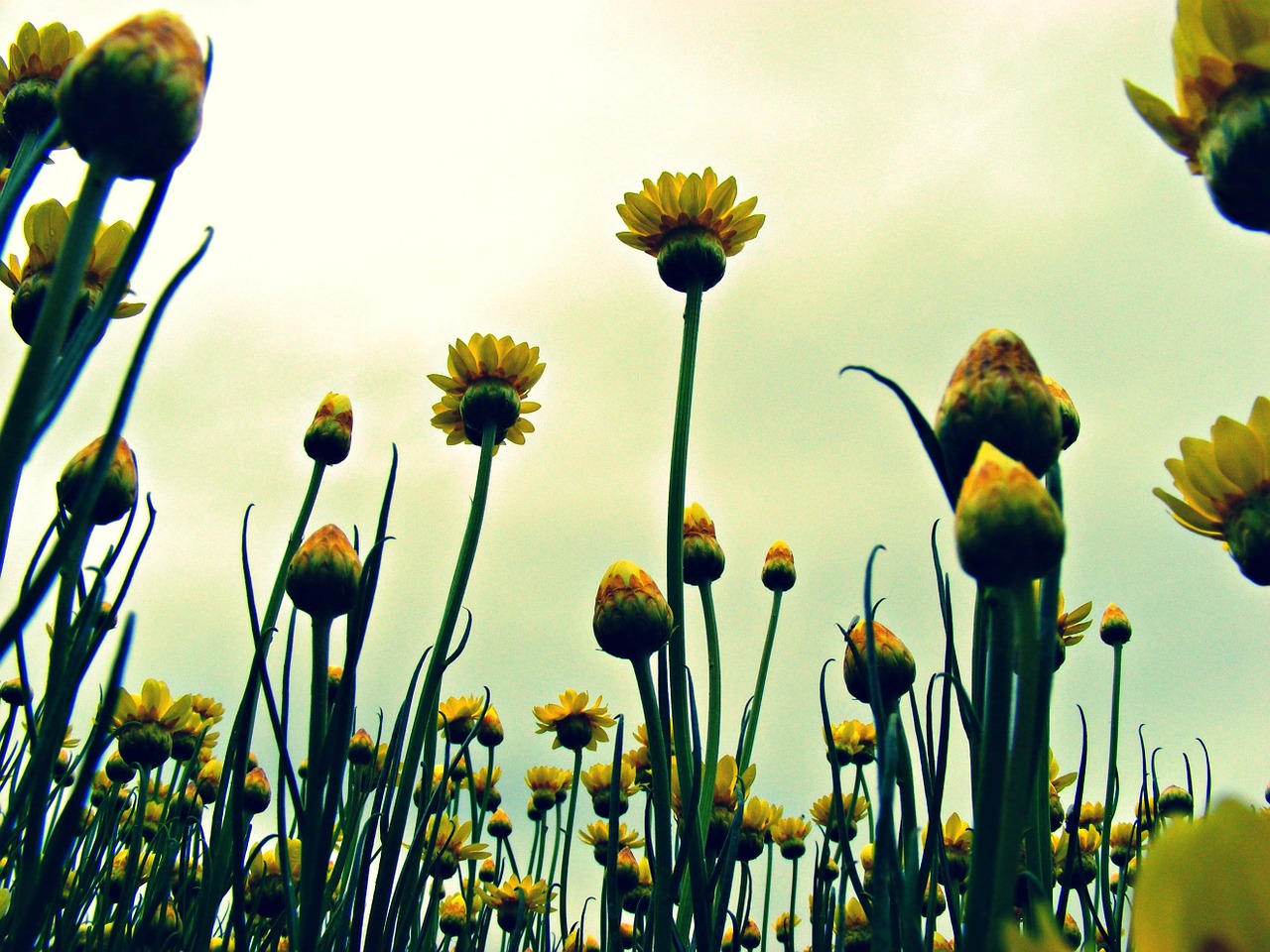 paper daisies flowers daisy free photo