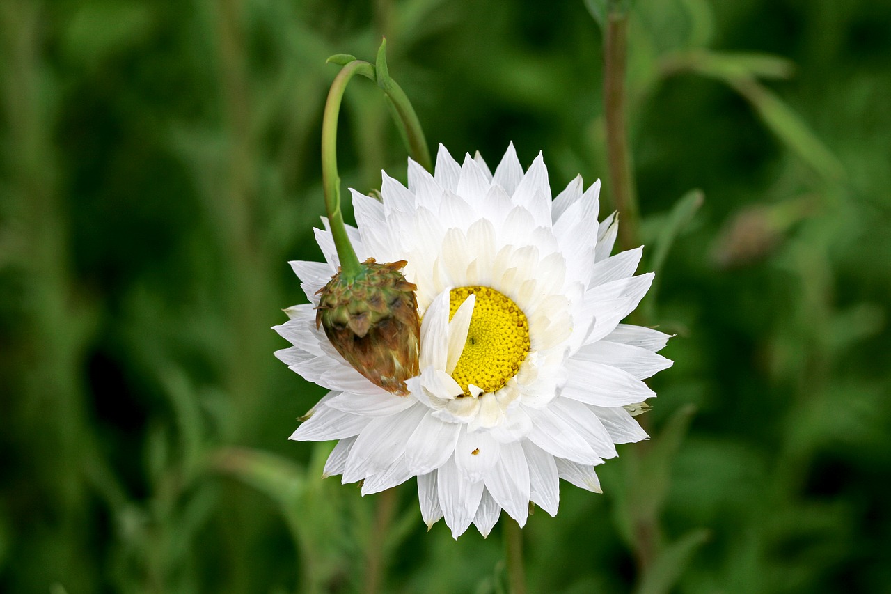 paper daisy bloom australian free photo