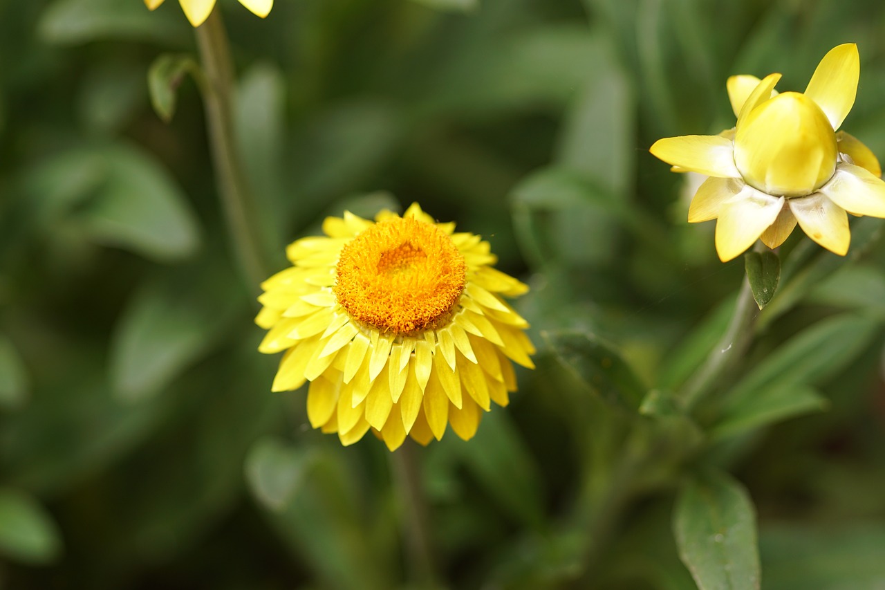 paper flower yellow garden free photo