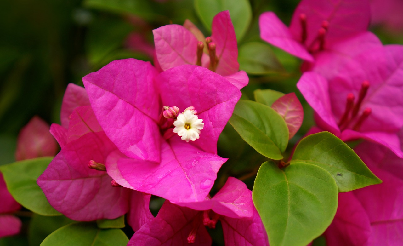 paper flower emotion pink free photo