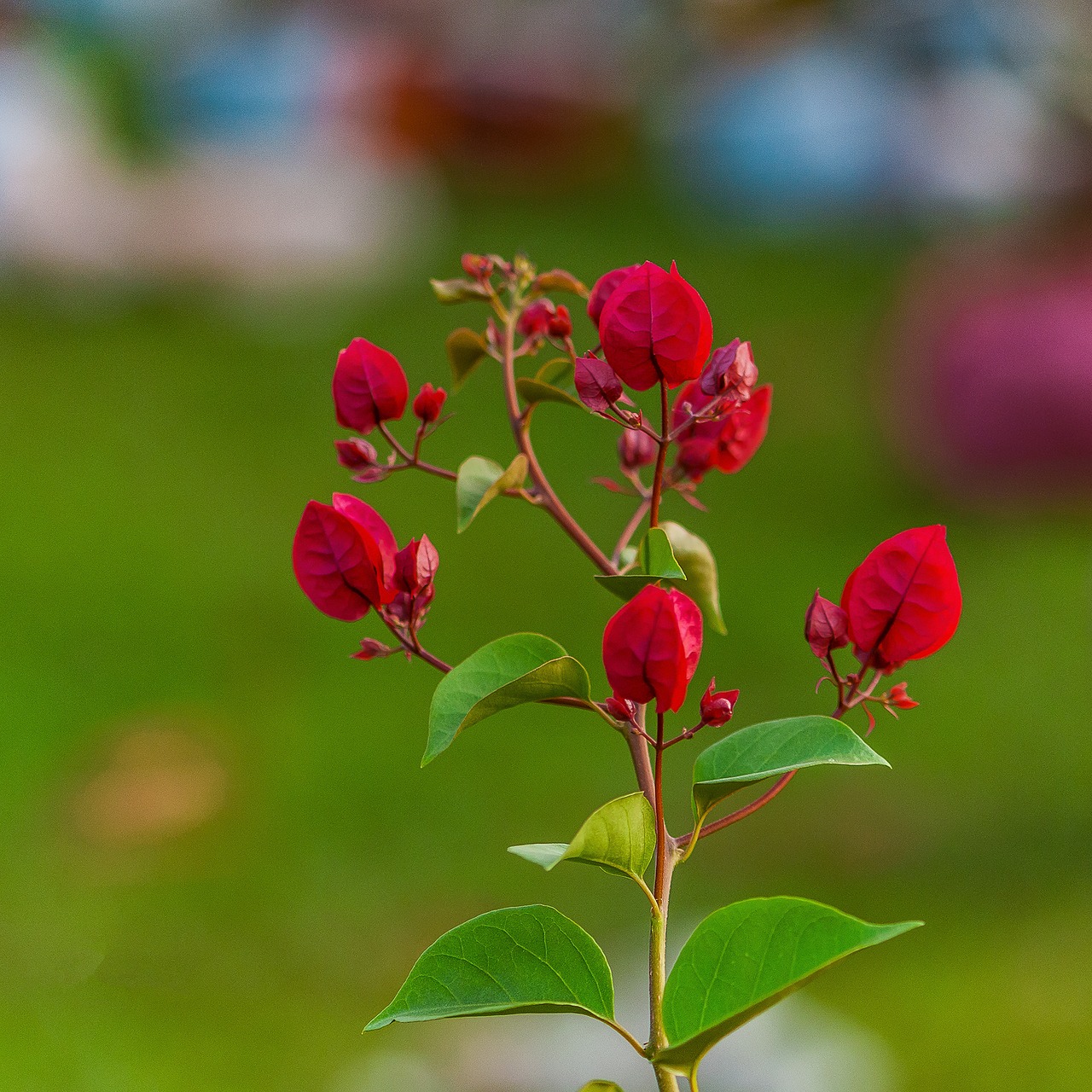 paper flower red flowers paper flowers free photo