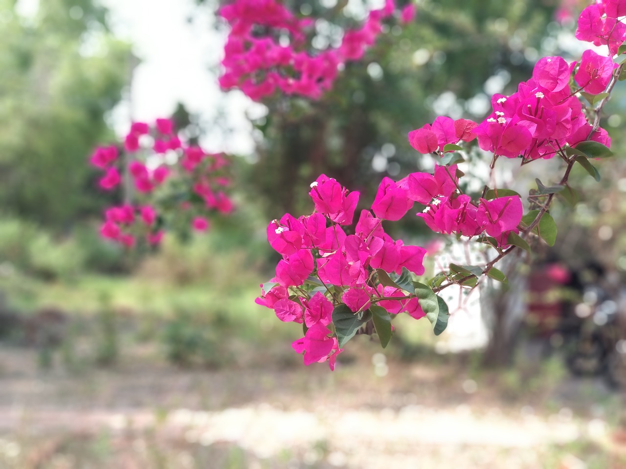 paper flower  the garden free pictures free photo