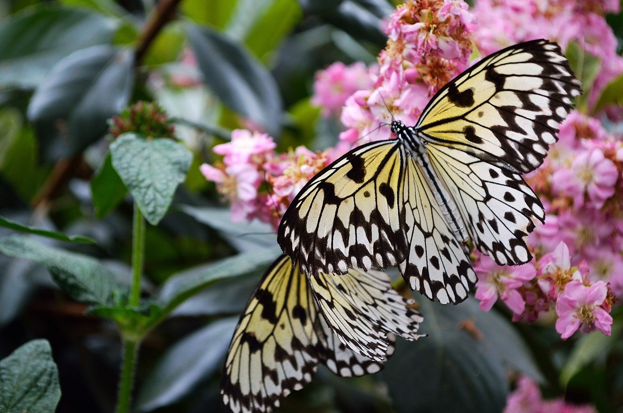 paper kites butterfly large tree nymphs free photo