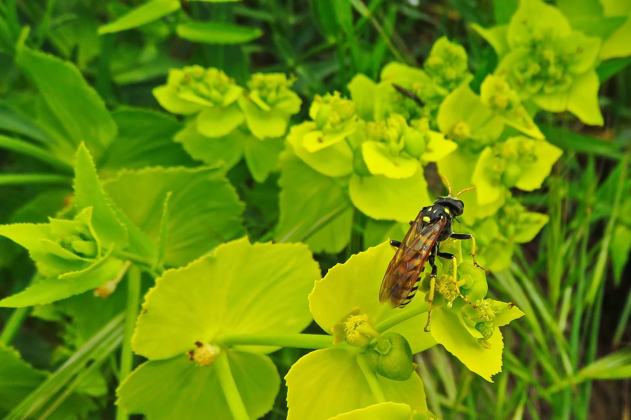 paper wasp wasp insect free photo