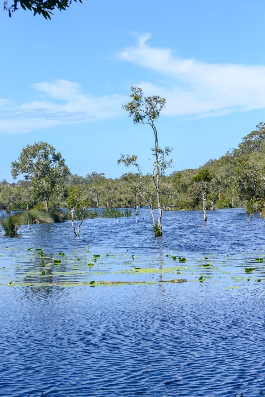 paperbark  wetland  water lily free photo