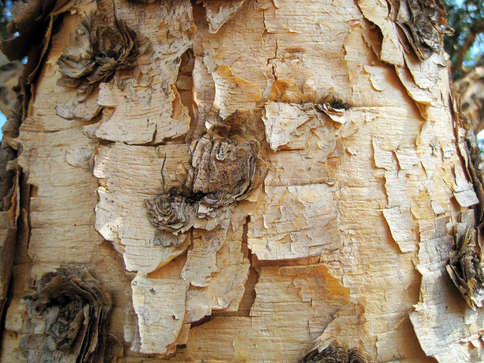 tree trunk paper-like free photo