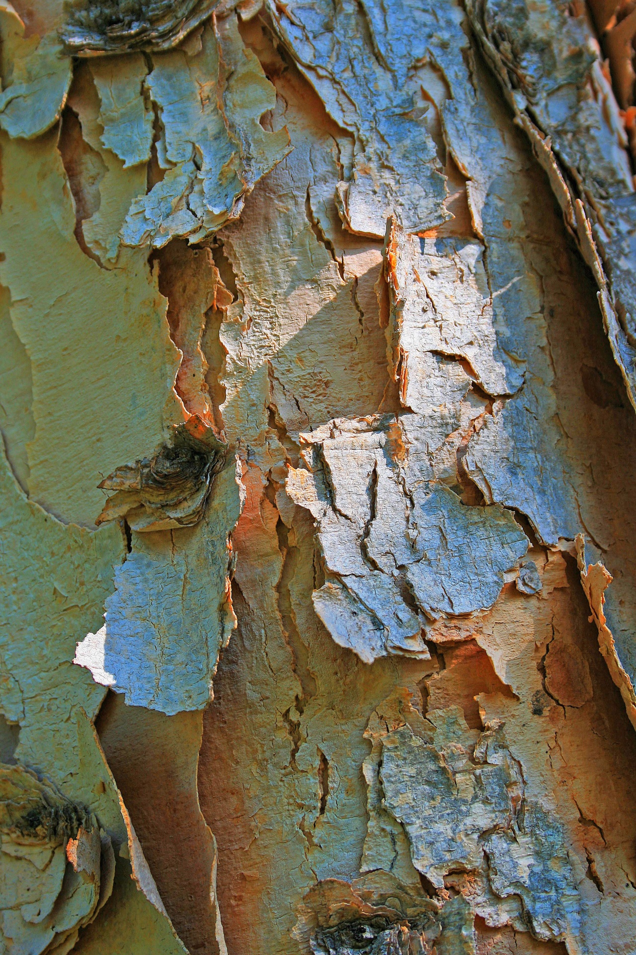 tree trunk bark free photo