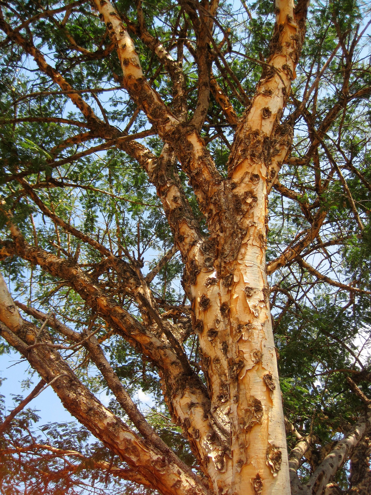 tree thorn acasia free photo